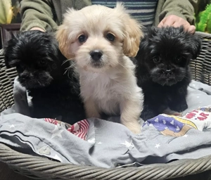 Bolonka-Shih-zu Welpen