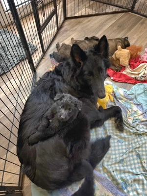 Reinrassige Groenendael Welpen 