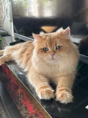 Deckkater golden black shell Ny 12. hat Stanmbaumm 