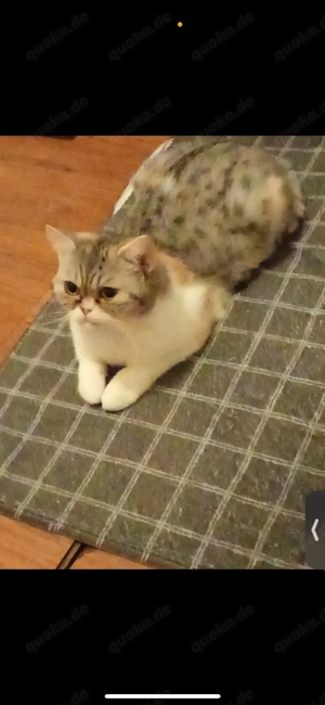 BKH Katze  Lola  abzugeben   nur in gute Hände