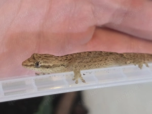 0.10 Lepidodactylus lugubris Jungferngecko