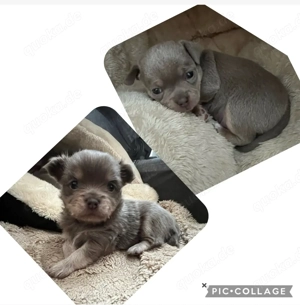    Zwei süße Chihuahua-Welpen Blue and tan langhaar und kurzhaar   