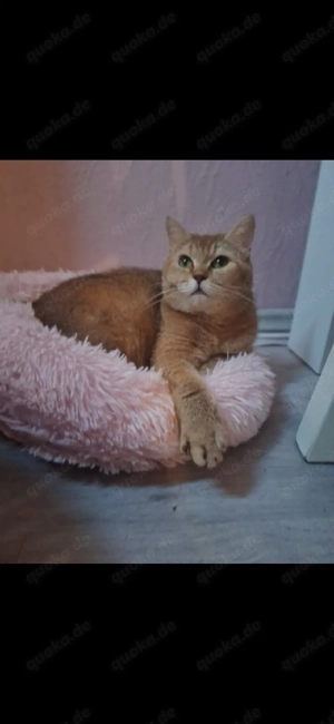 zuckersüße golden shaded Schottisch Straight abzugeben