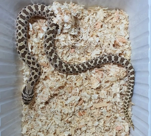 1.1 Classic 66% pos het PPA Heterodon nasicus