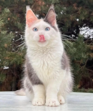 Hochwertige Maine-Coon-Kätzchen abzugeben: WhatsApp 015510 546193