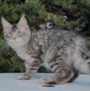 Liebevolle Maine-Coon-Kätzchen aus liebevoller Familienaufzucht: WhatsApp 015510 546193