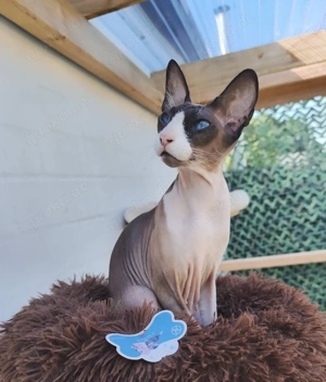 Peterbald erwachsen weiblich