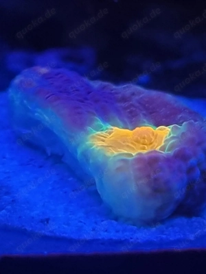 Chalice Afterschock (Selten) Bild 5