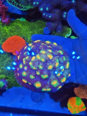 Chalice Afterschock (Selten) Bild 2