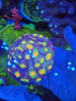 Chalice Afterschock (Selten)