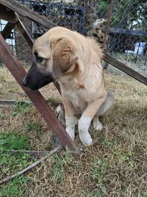 Nelly 4 Monate, Mädchen würde angefahren 