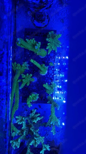 Korallenableger abzugeben LPS SPS Weichkorallen Bild 6