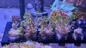 Korallenableger abzugeben LPS SPS Weichkorallen Bild 2