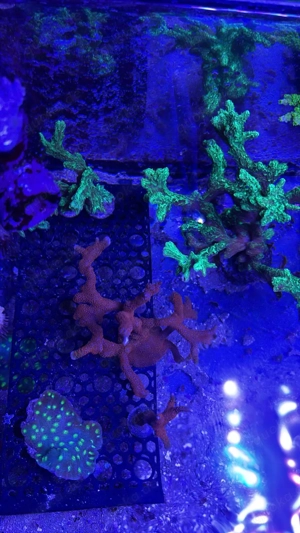 Korallenableger abzugeben LPS SPS Weichkorallen Bild 8