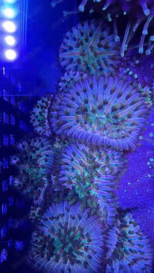 Korallenableger abzugeben LPS SPS Weichkorallen