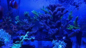 Korallenableger abzugeben LPS SPS Weichkorallen Bild 5