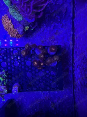 Korallenableger abzugeben LPS SPS Weichkorallen Bild 7