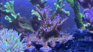 Korallenableger abzugeben LPS SPS Weichkorallen Bild 3