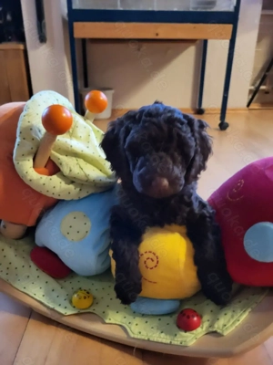 Kleinpudel und. kleine Mittelpudel 