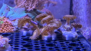 Korallenableger abzugeben LPS SPS Weichkorallen Bild 9