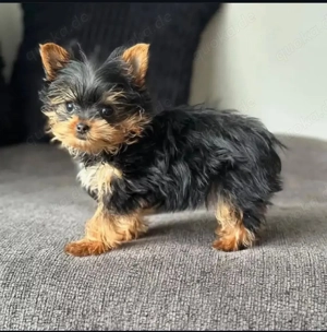 Yorkshire-Terrier-Welpen im Teacup-Format suchen ein neues