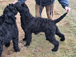 Riesenschnauzer Bild 3