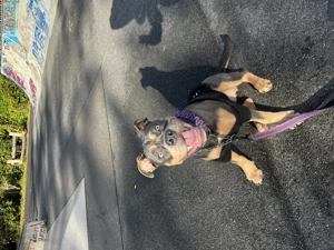 Old English bulldog OEB 