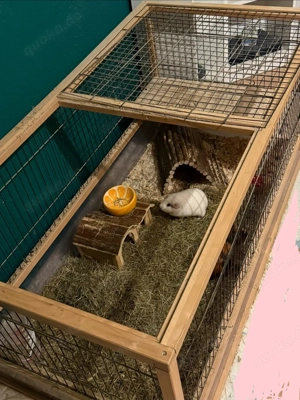 Zahme Meerschweinchen mit großem Käfig und Zubehör