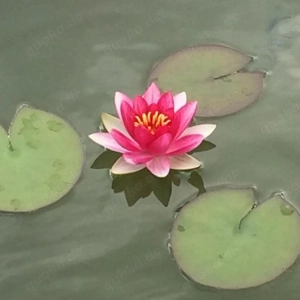 Welche Frau mag es verwöhnt zu werden.