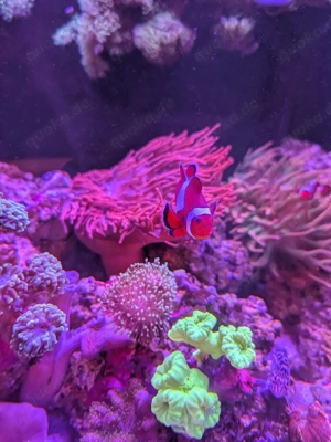 Meerwasser  Kupferanemonen 