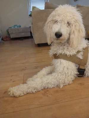 Großpudel Königspudel Junghündin 