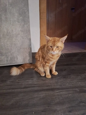 Lieber Karter sucht ein Zuhause