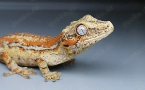 Höckerkopfgecko Gecko Exo terra 
