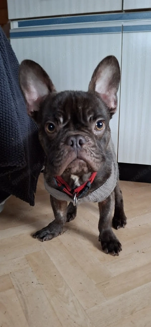 Französische Bulldogge Rüde 7 Monate sucht neues zuhause Kinderlieb, Stubenrein 
