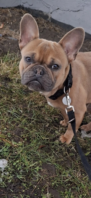Französische Bulldogge Rüde 1 Jahr 