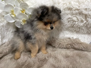 Zwergspitz Pomeranian Welpen Mädels Schwarz & Black Merle Tan mit Ahnentafel