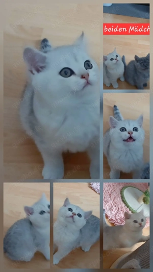 Britisch kurzhaar Deckkater  Bild 3