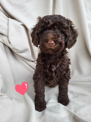 Klein Großpudel Welpen