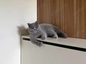 BKH kitten abholbereit Britisch Kurzhaar Kitten 