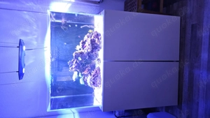 Meerwasser Aquarium Nyos Opus 300 G2 mit hochwertiger Technik und Besatz