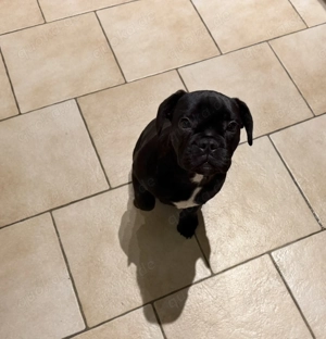 15 Wochen Alter französisch bulldoggenmix Welpe  abzugeben 