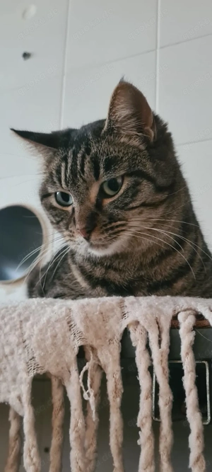 Monet sucht ihr Zuhause 