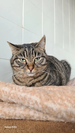 Monet sucht ihr Zuhause