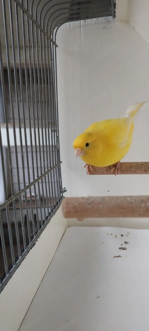 Kanarienvögel abzugeben 