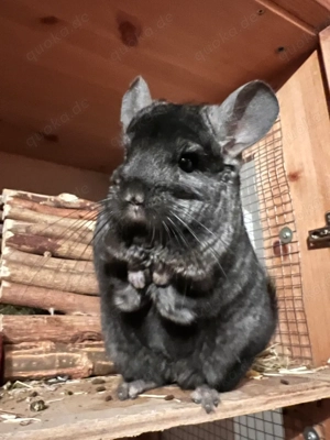 2 Chinchillas