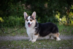 Welsh corgi Pembroke