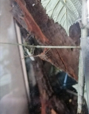 Baby Annam Stabschrecken