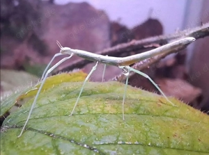 Annam Stabschrecken Babys