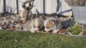 Welsh corgi pembroke