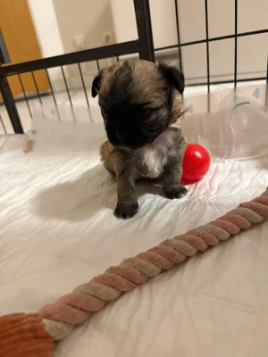 Chihuahua-Welpen Langhaar unsere welpen sind da